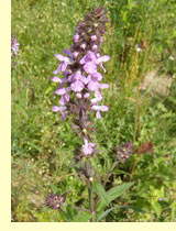   (Stachys palustris L.)